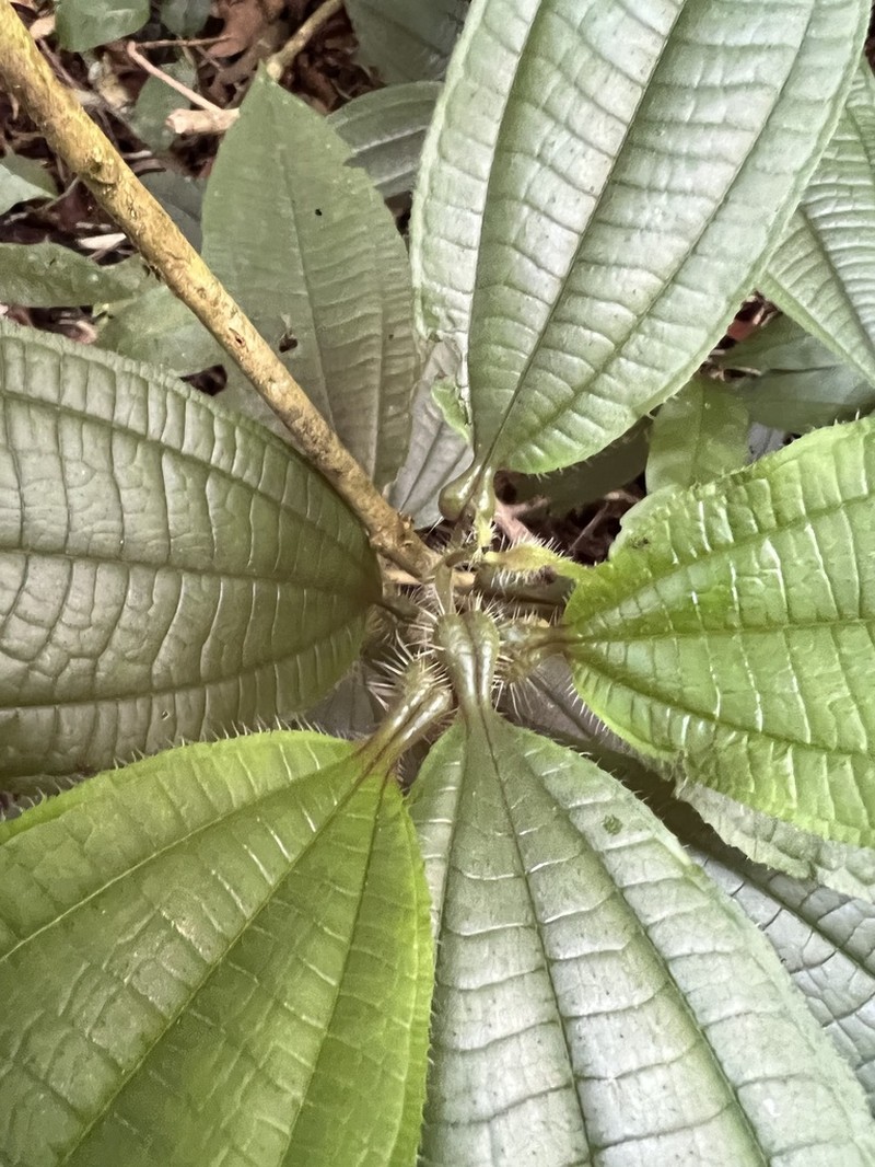 Miconia bullifera photo 3