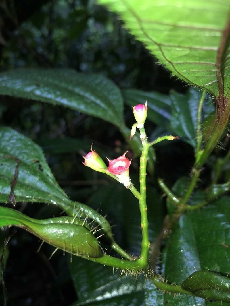 Miconia bullifera photo 4
