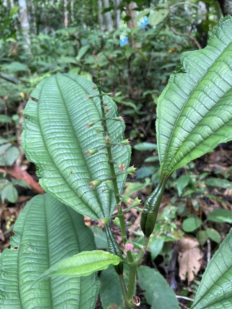 Miconia bullifera photo 5