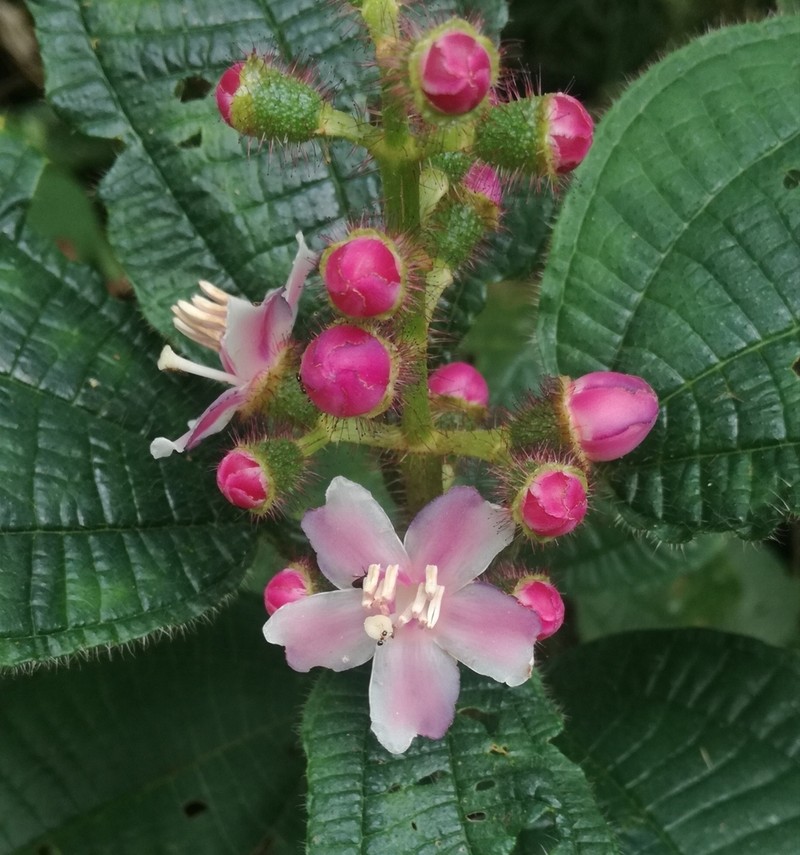 Miconia bullifera photo 6
