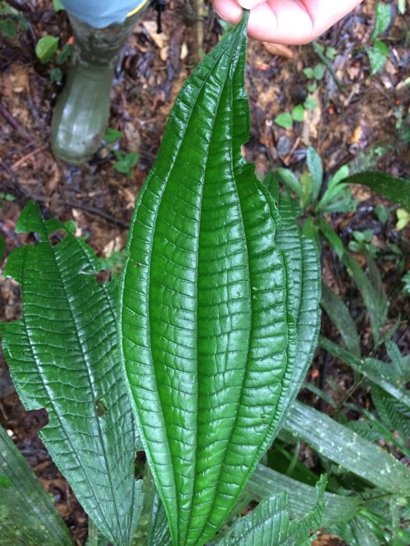 Miconia bullifera photo 7