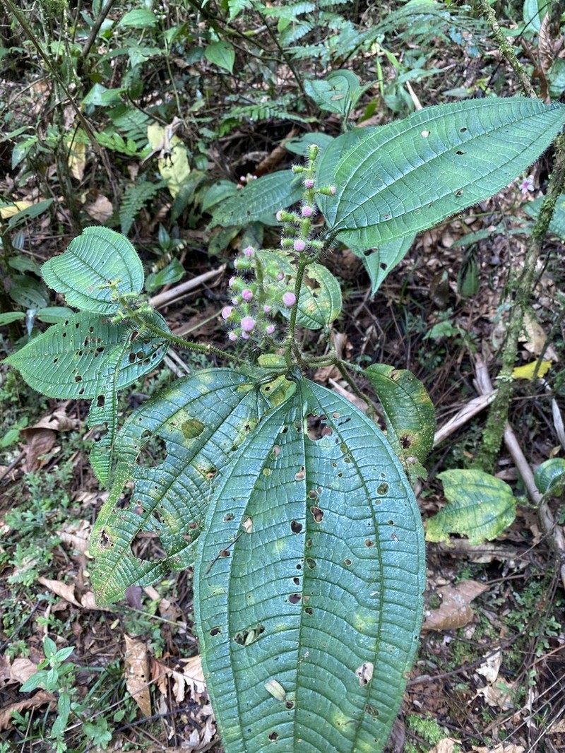 Miconia bullifera photo 8