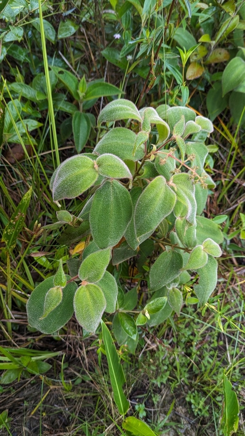 Miconia bullosa