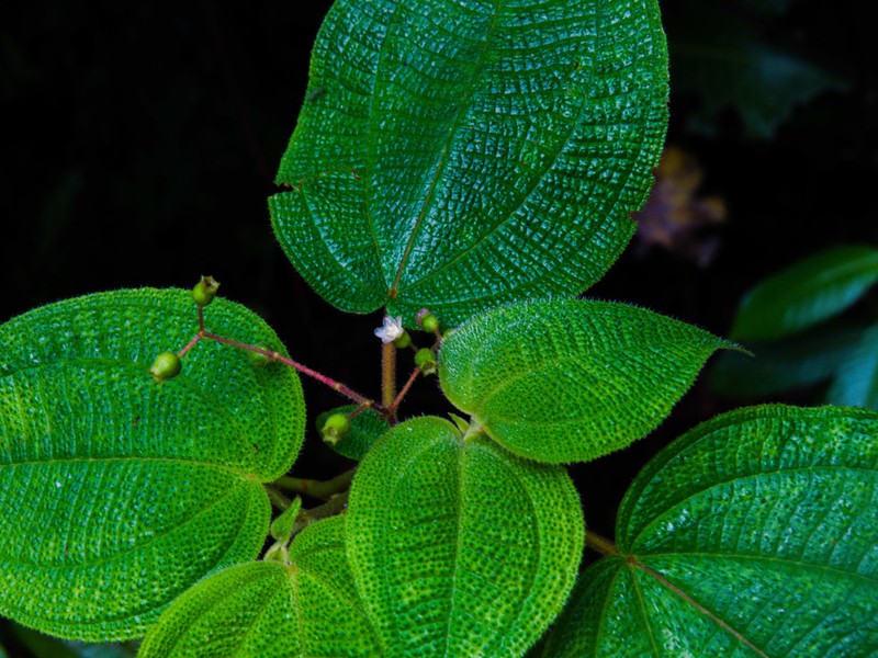 Miconia bullosa photo 2
