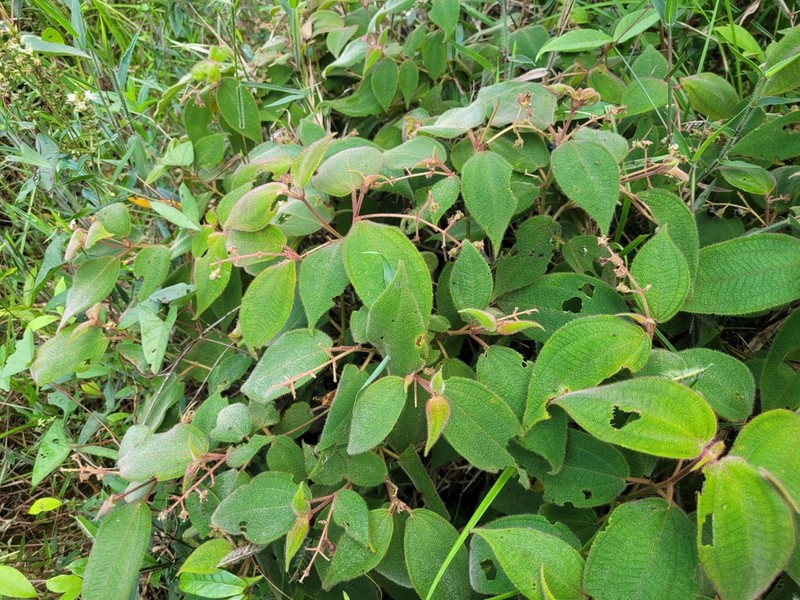 Miconia bullosa photo 3
