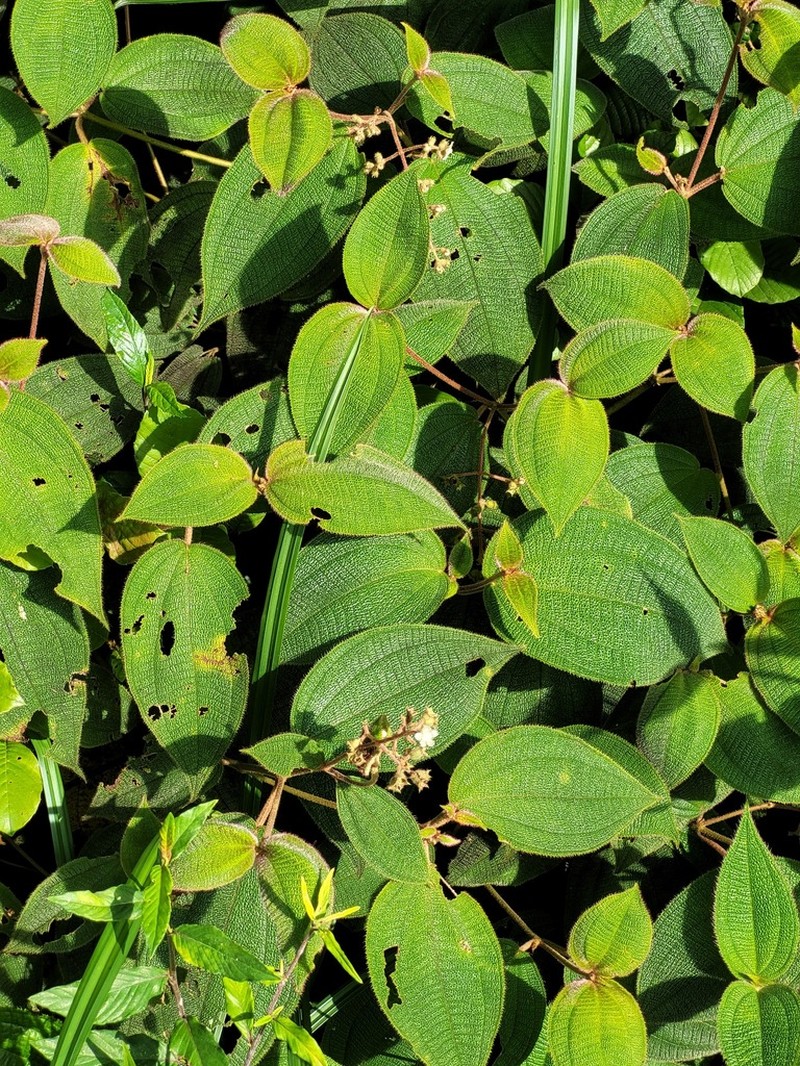 Miconia bullosa photo 4