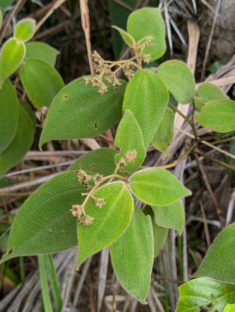 Miconia bullosa photo 5