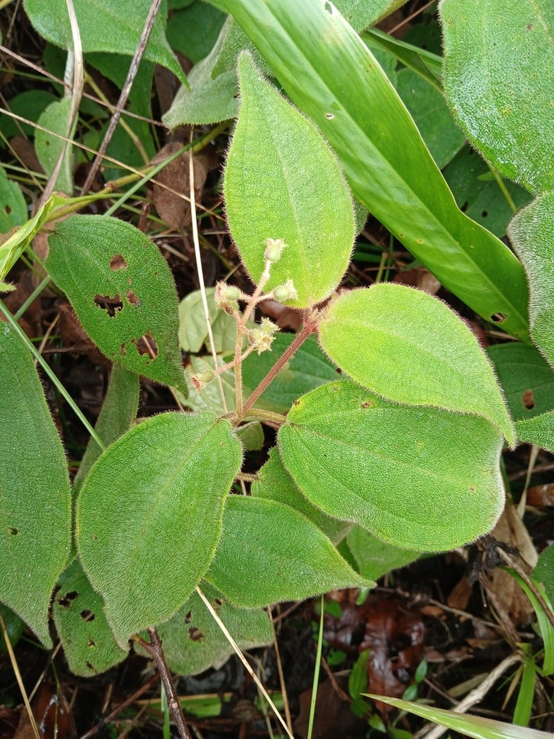 Miconia bullosa photo 6