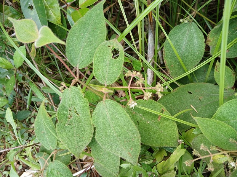 Miconia bullosa photo 8