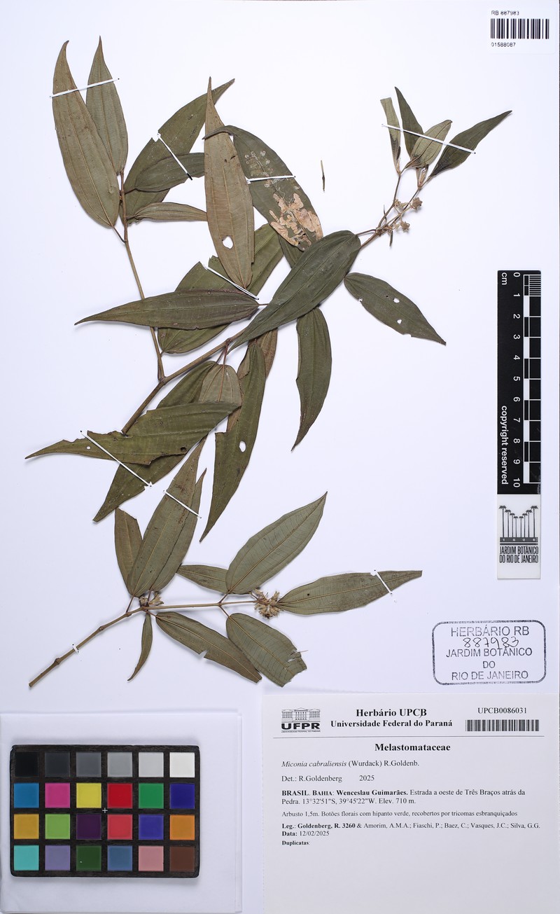 Miconia cabraliensis