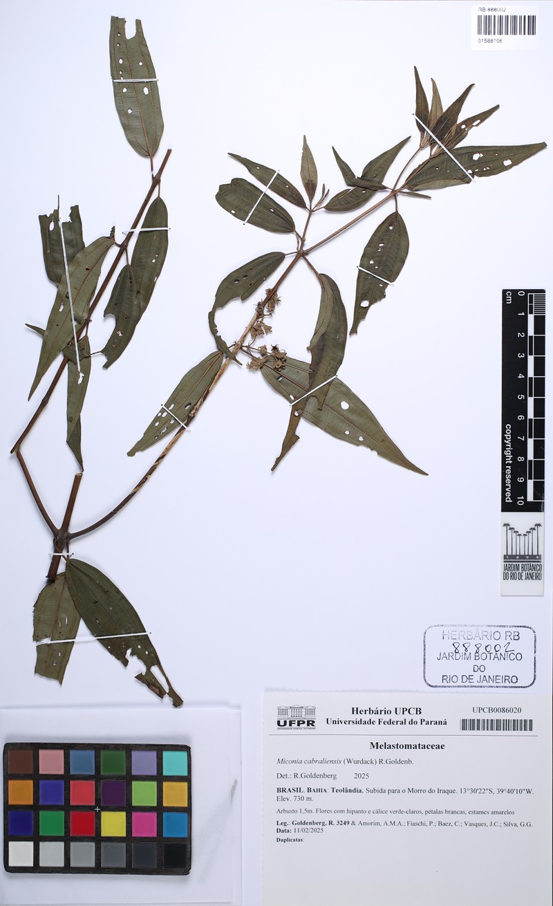 Miconia cabraliensis photo 2