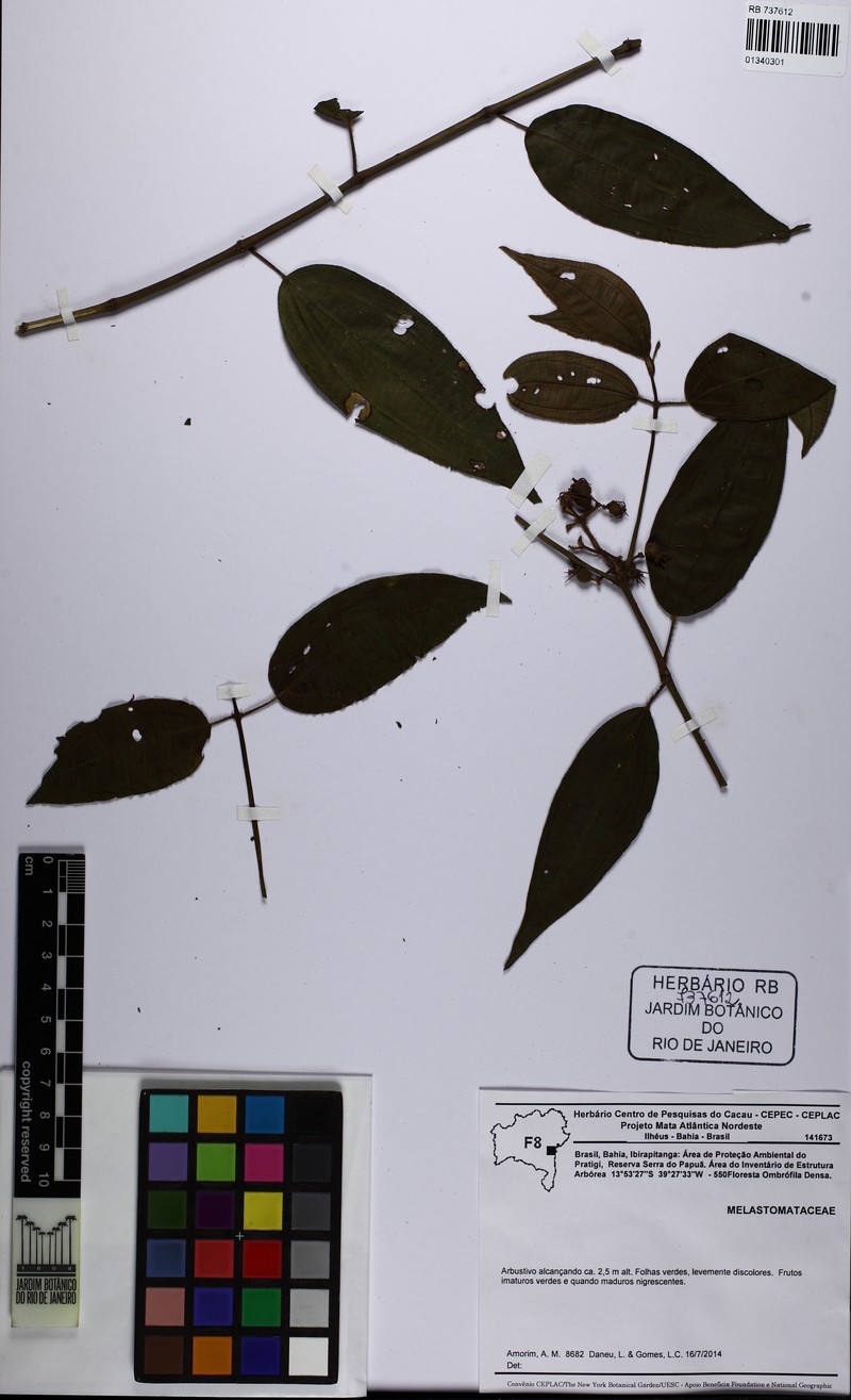Miconia cabraliensis photo 3