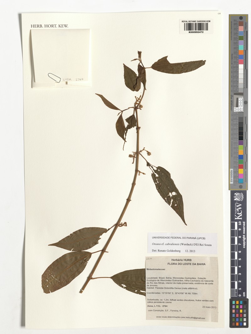 Miconia cabraliensis photo 4