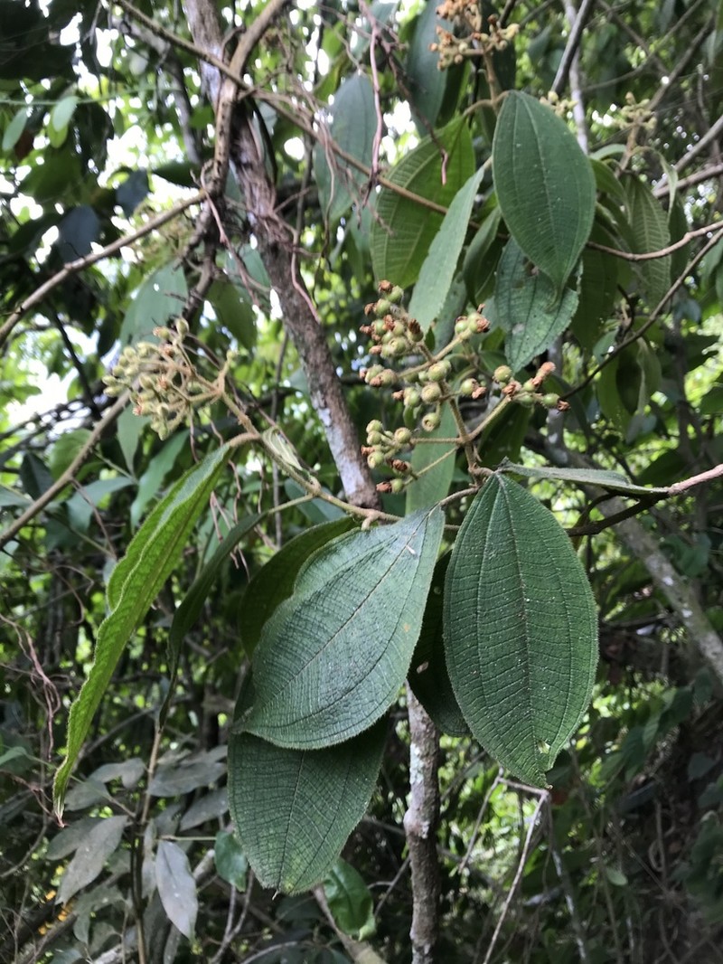 Miconia caelestis