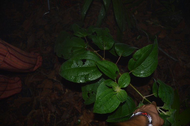 Miconia caelestis photo 2
