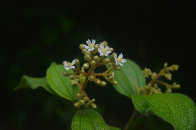 Miconia caelestis photo 3