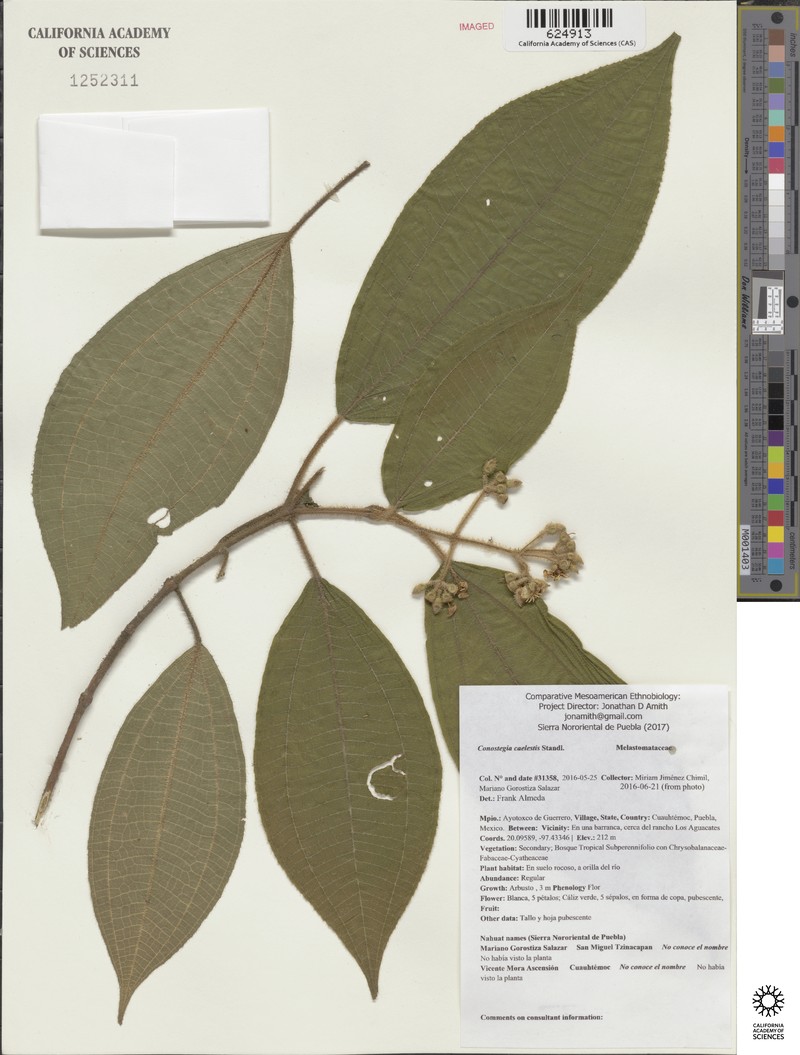 Miconia caelestis photo 4