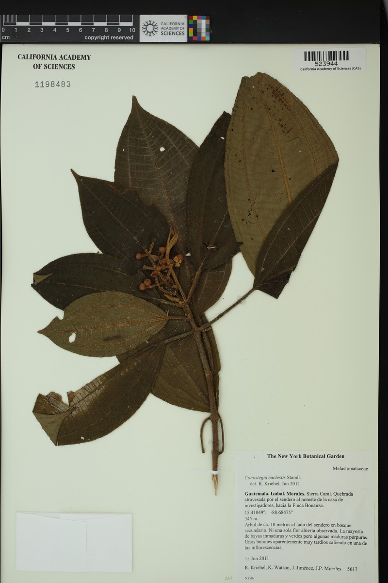 Miconia caelestis photo 5