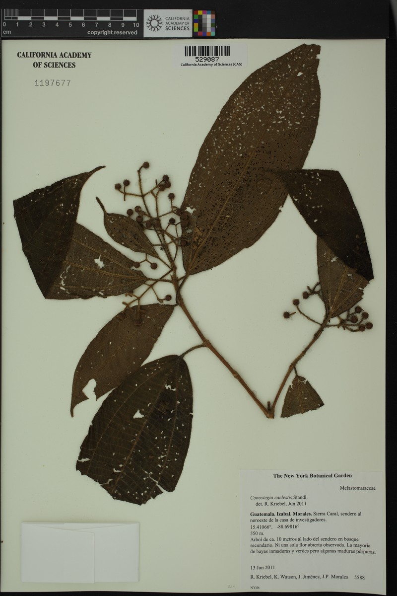 Miconia caelestis photo 6