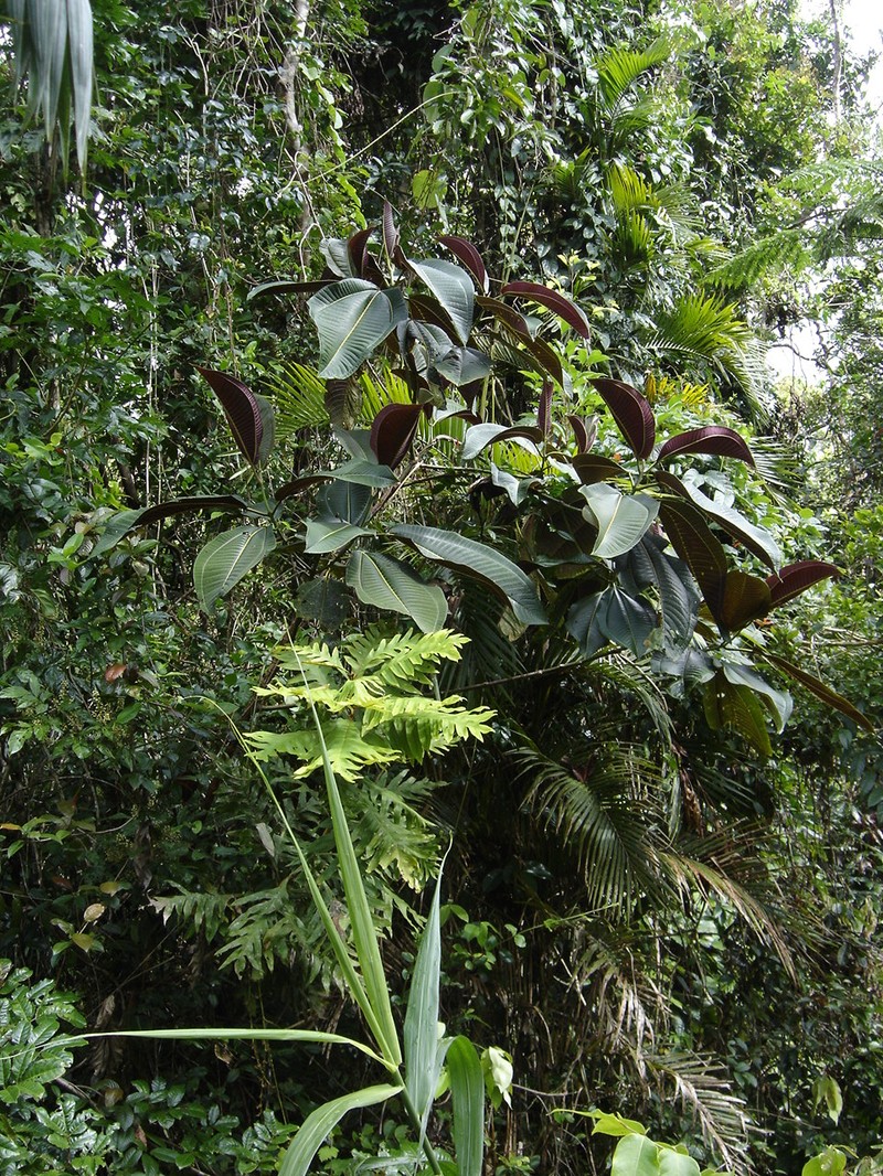 Velvet Tree photo 2