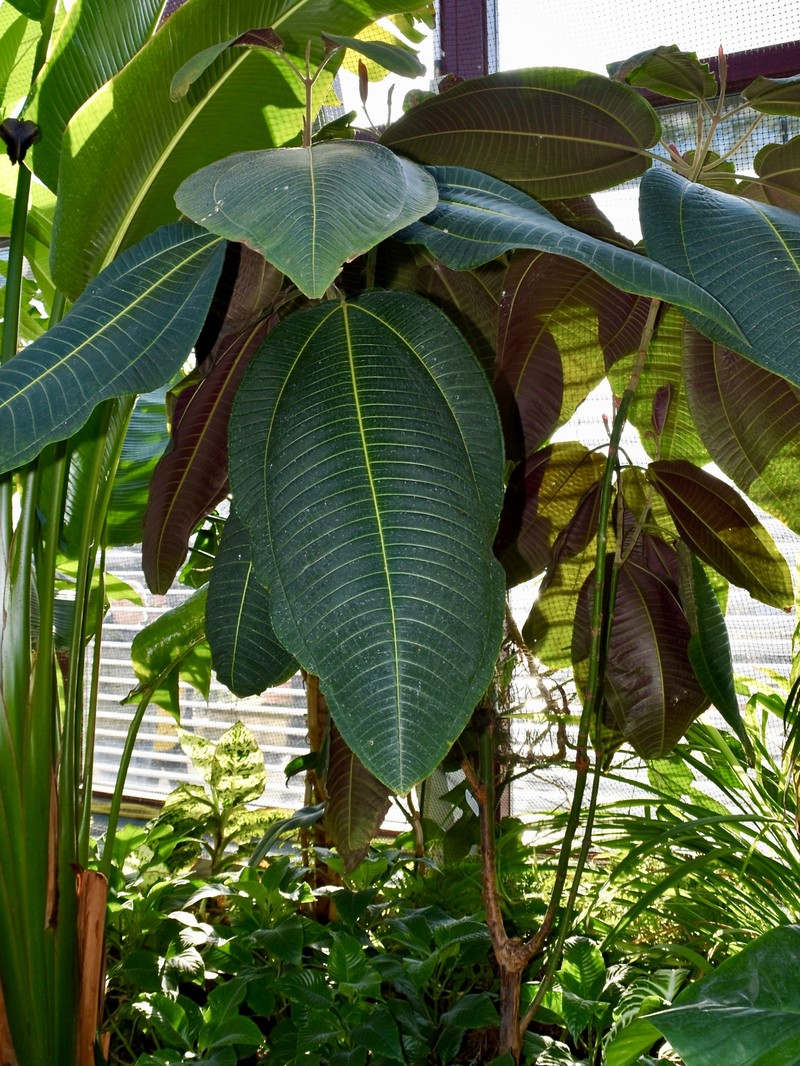 Velvet Tree photo 3