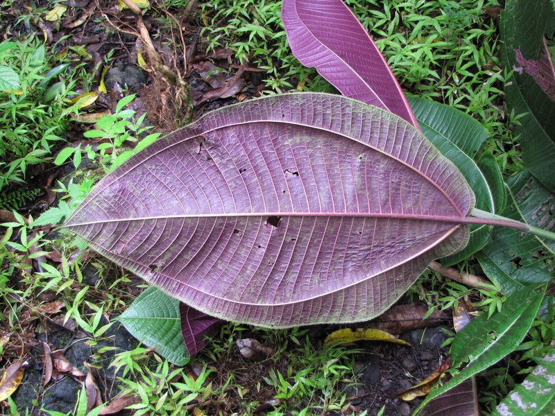 Velvet Tree photo 5