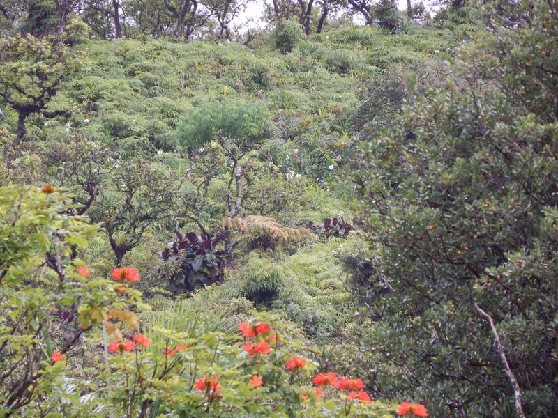 Velvet Tree photo 6