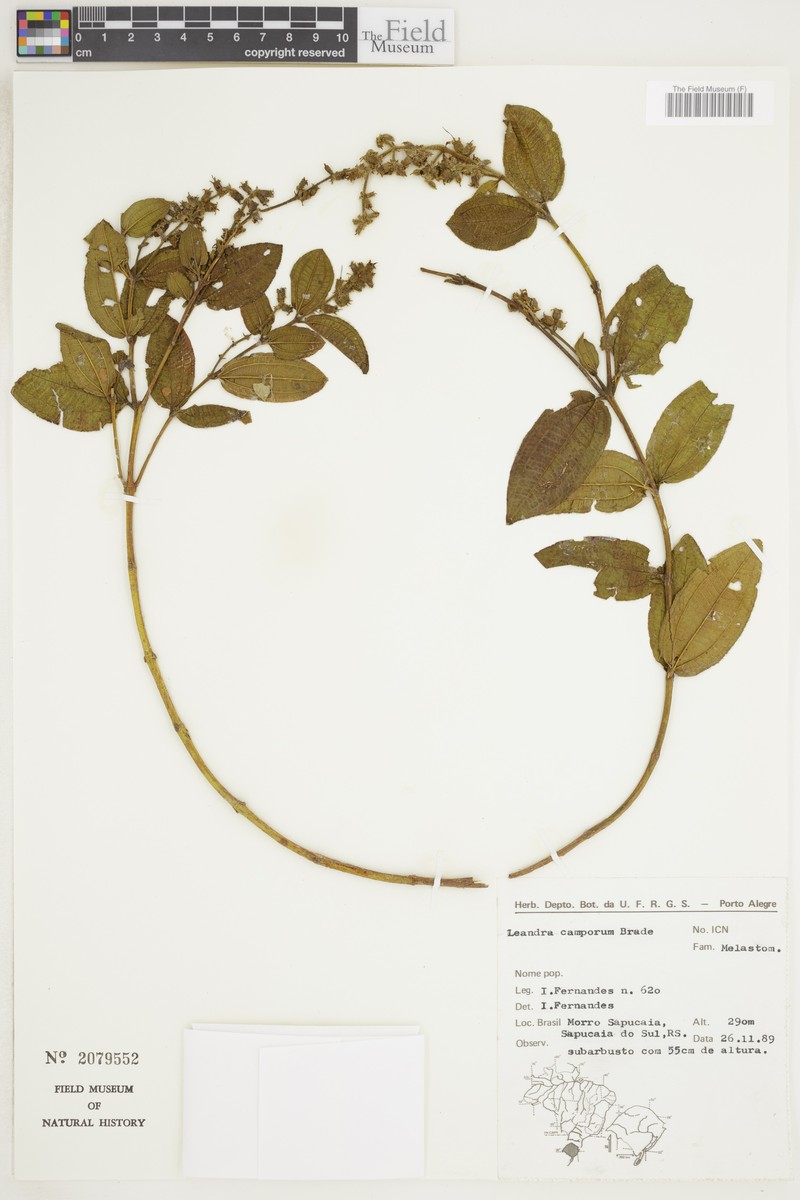 Miconia camporum