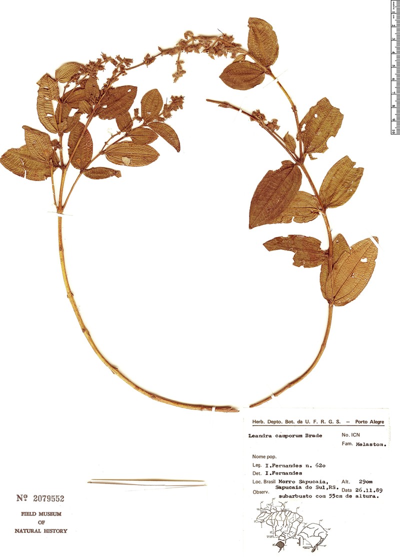 Miconia camporum photo 2