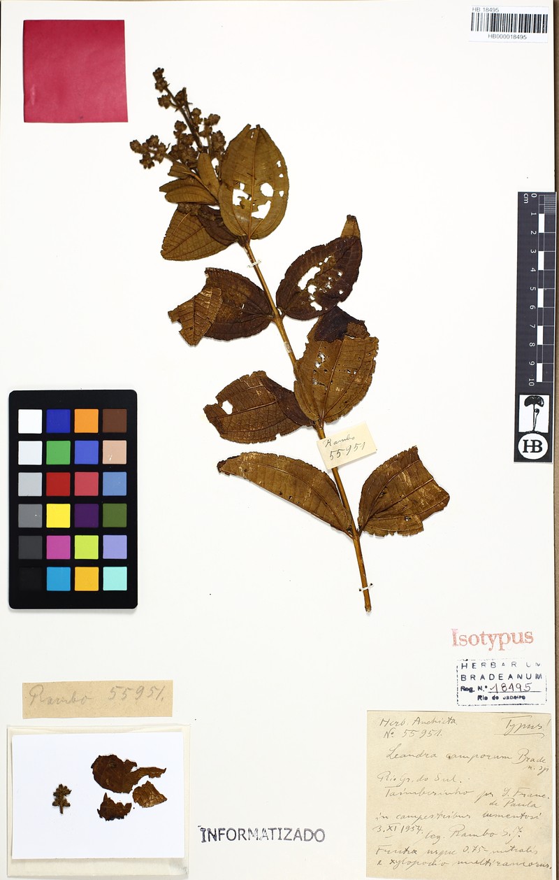 Miconia camporum photo 3