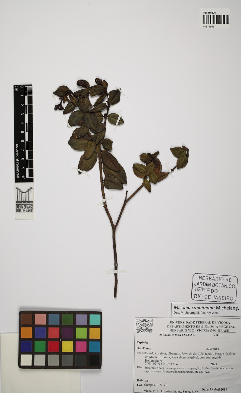 Miconia canaimana
