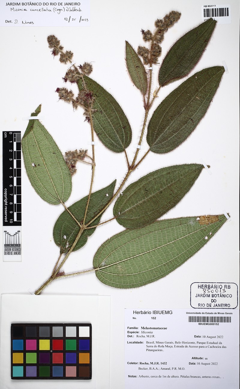 Miconia cancellata