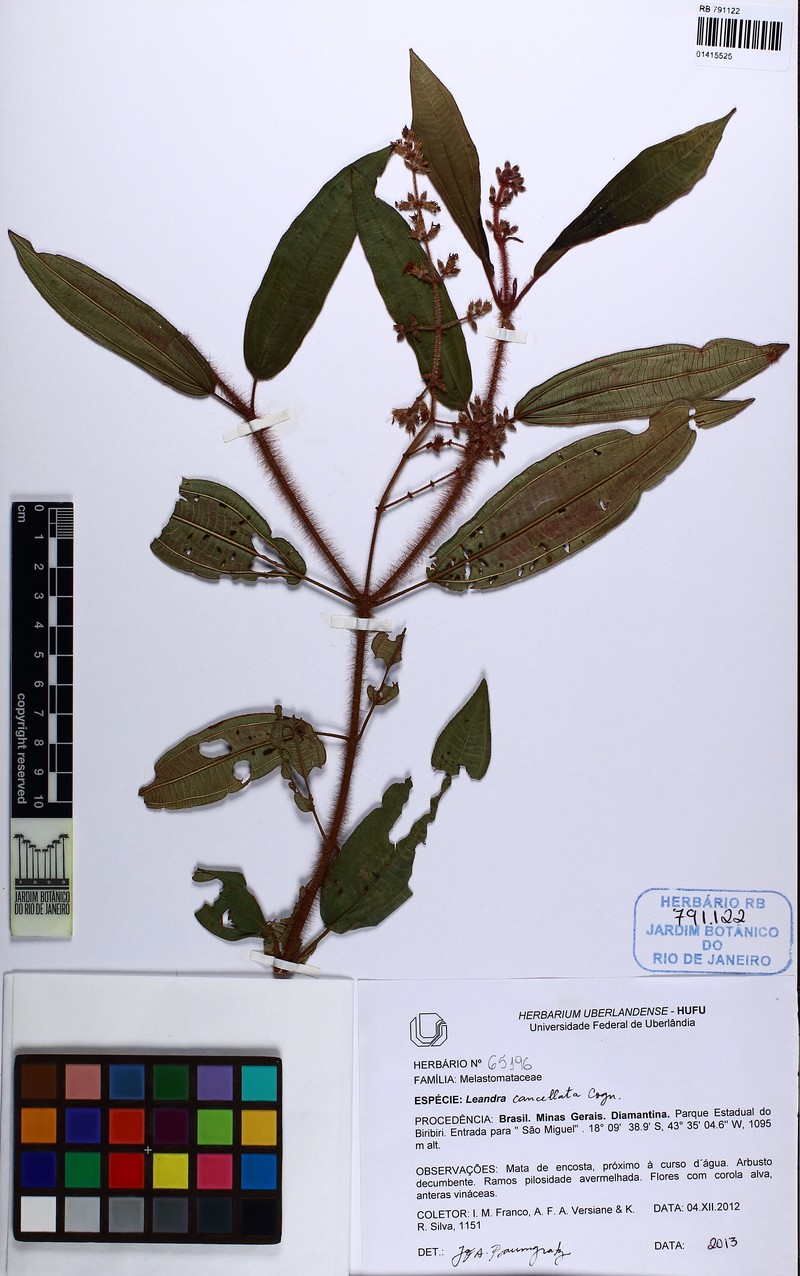 Miconia cancellata photo 2