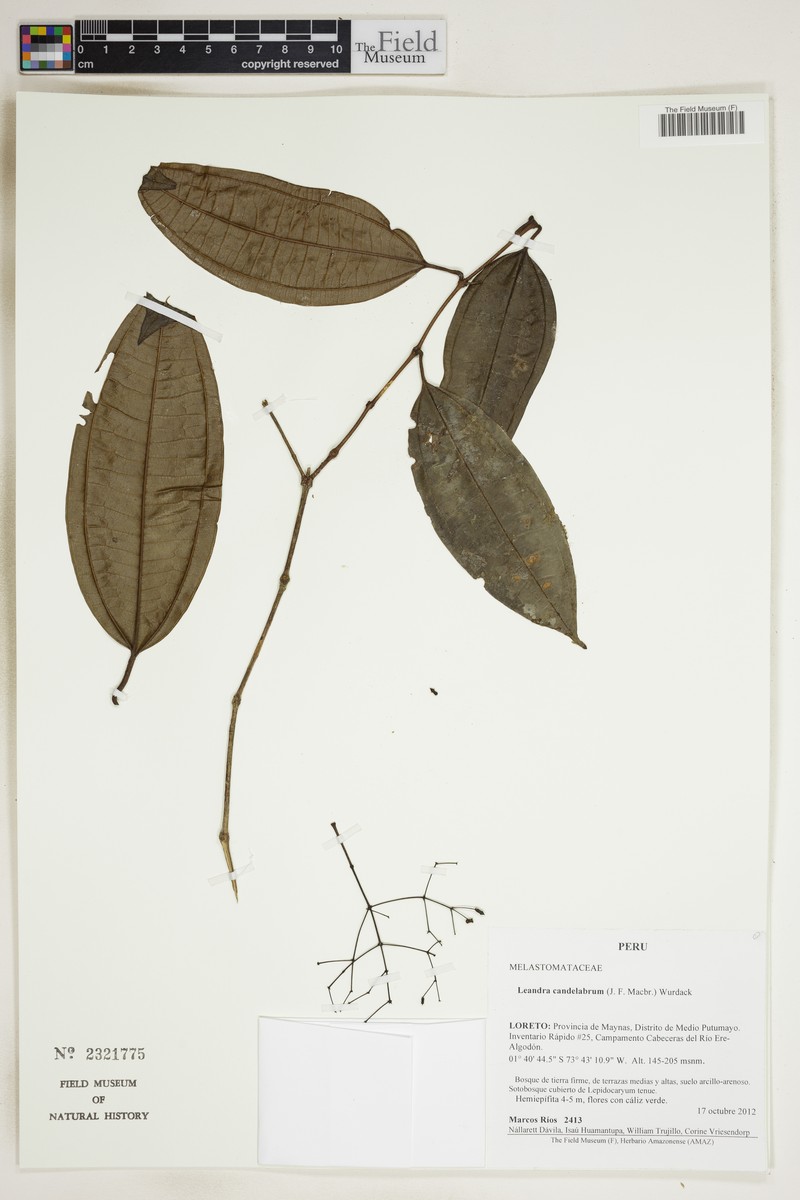 Miconia candelabrum