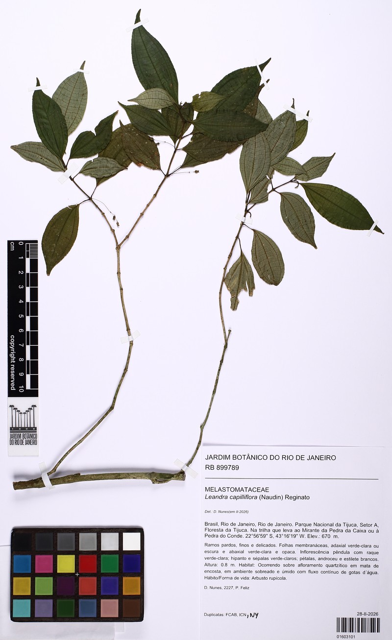 Miconia capilliflora