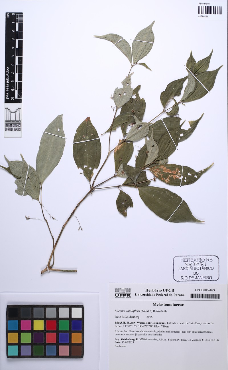 Miconia capilliflora photo 2