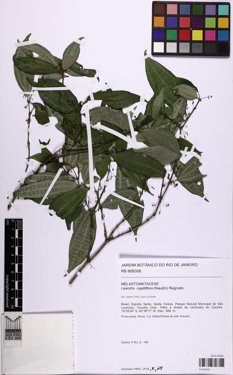Miconia capilliflora photo 3