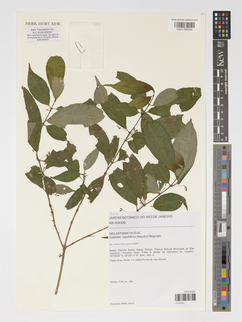 Miconia capilliflora photo 4