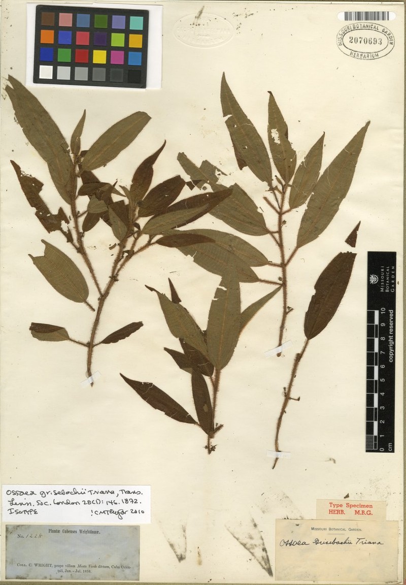 Miconia capillinervis