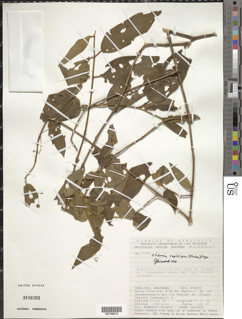 Miconia capillipes