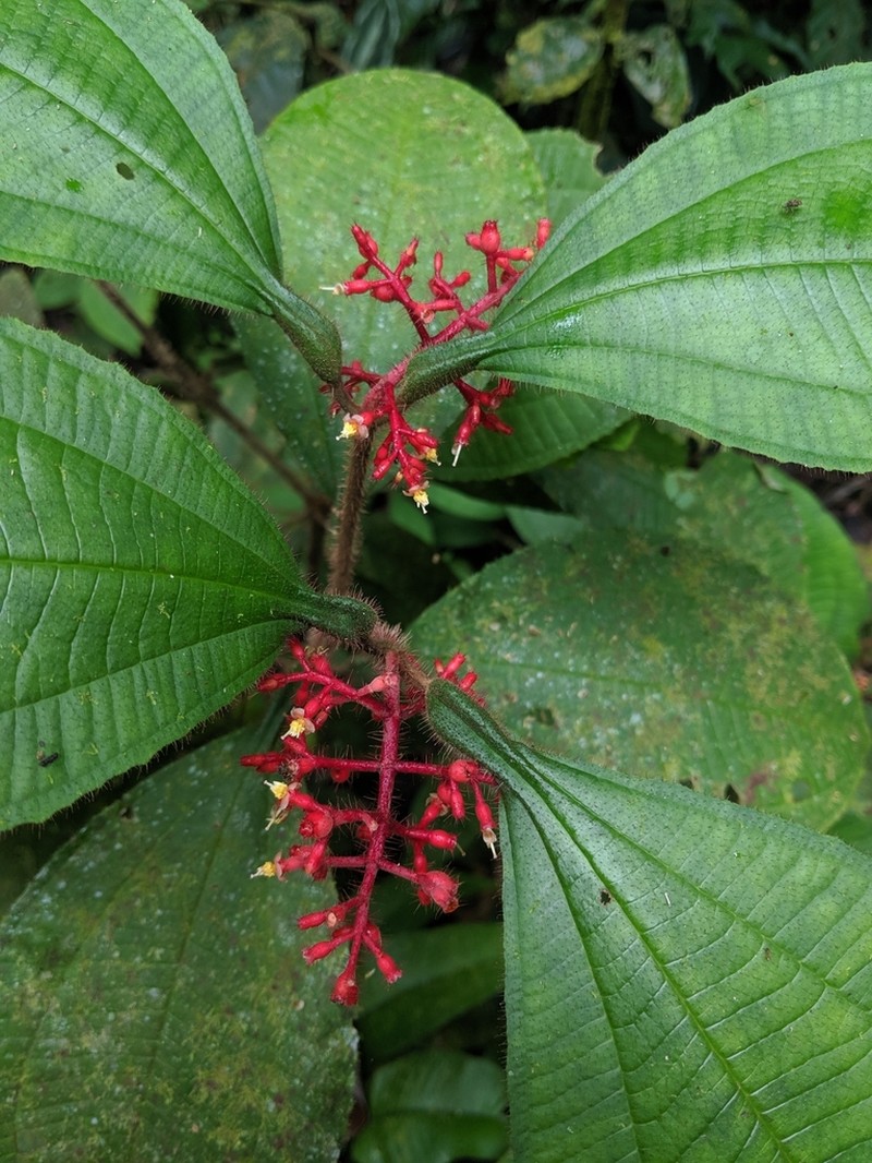 Miconia caquetana