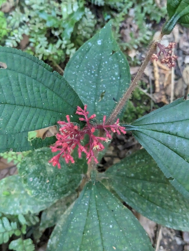 Miconia caquetana photo 2