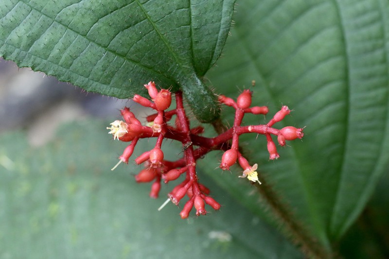 Miconia caquetana photo 3