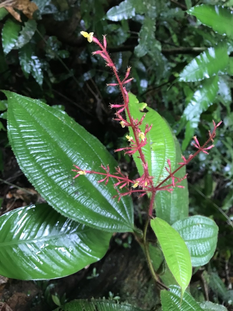 Miconia caquetana photo 4
