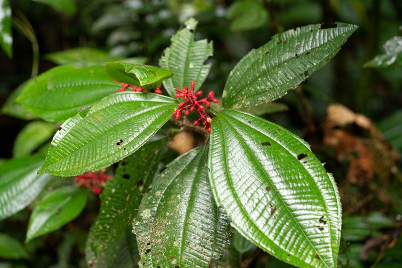 Miconia caquetana photo 5