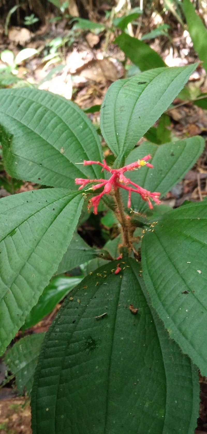 Miconia caquetana photo 6