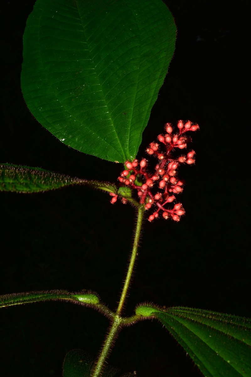 Miconia caquetana photo 7