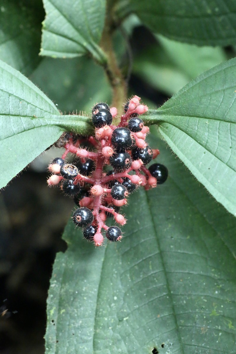 Miconia caquetana photo 8