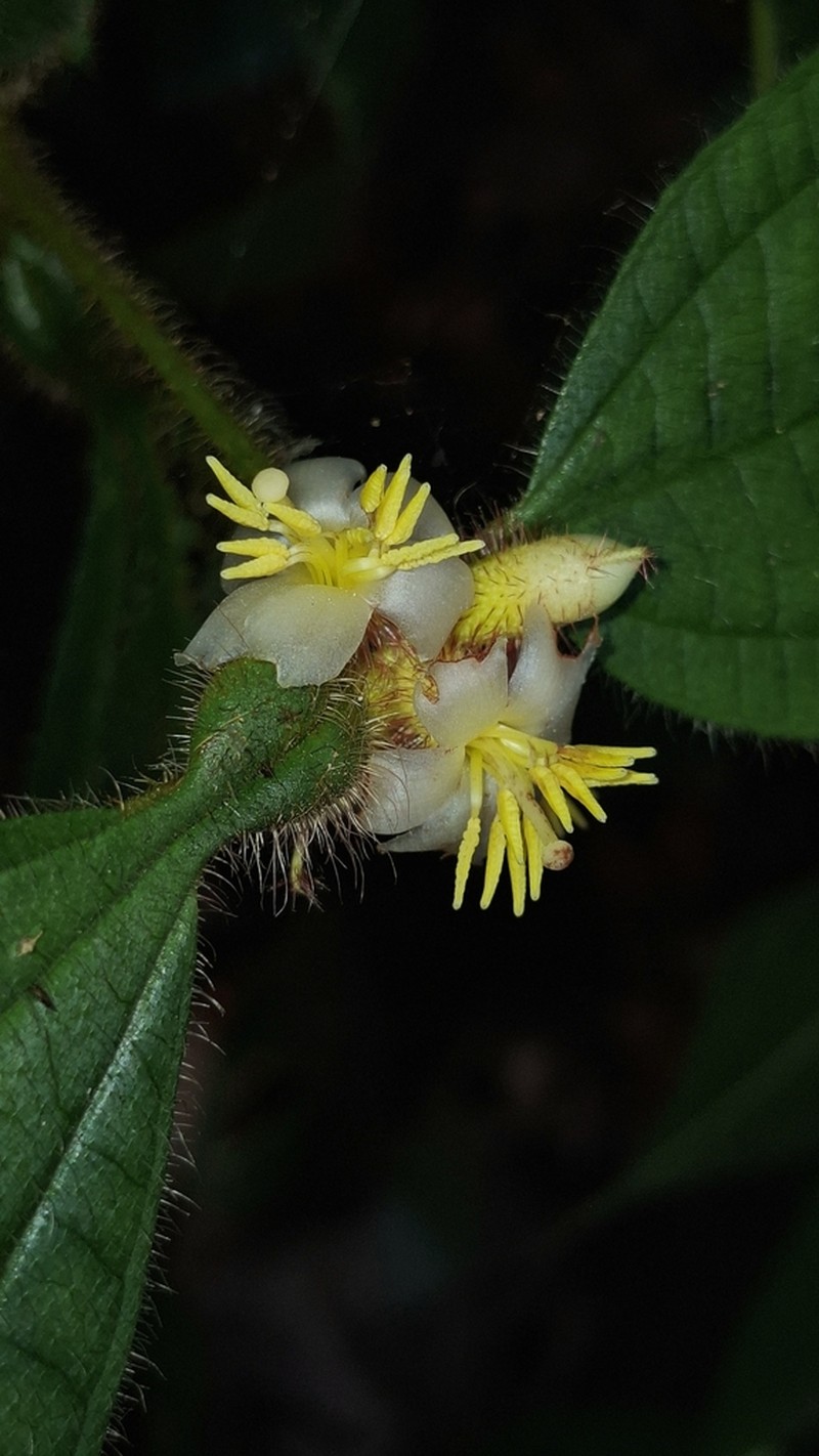 Miconia carolensis