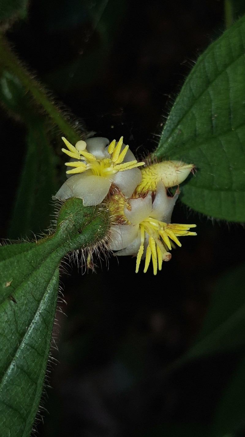 Miconia carolensis photo 2